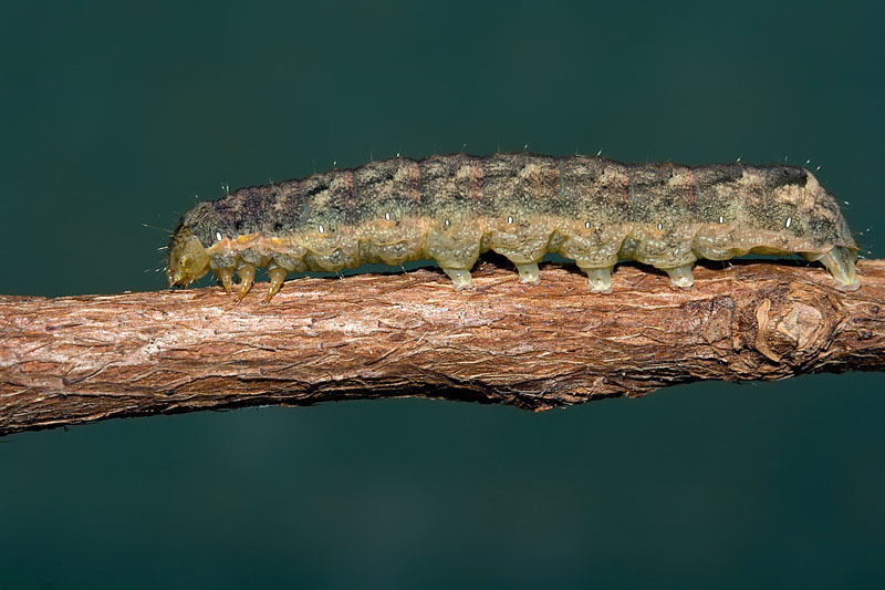 Mamestra brassicae